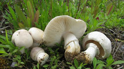 Leucoagaricus_holosericeus_3_AWP_2019051_F.thumb.jpg.e6dd53fc99116948097a202ab529a1f2.jpg