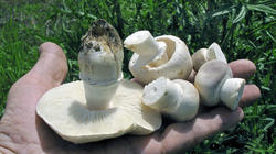 Leucoagaricus_holosericeus_6_AWP_20190511.thumb.JPG.9dc682e8529193739d6134b4d45fa60d.JPG