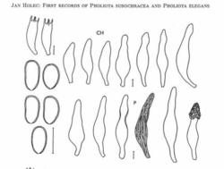 holec-elegans.thumb.jpg.48c8f81206133defa33f566f8458952b.jpg