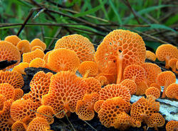 mushrooms-foto_15.thumb.jpg.a234d1851ded6a98f5e77b70449e7df9.jpg