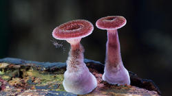 mushrooms-foto_8.thumb.jpg.d94e2597ded5d24a6d685600d1b4a0b2.jpg