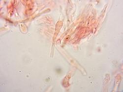0003(2).thumb.jpg.269ab374c37343f6fd95855ad3211ab7.jpg