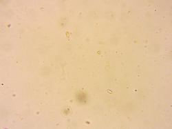 0006.thumb.jpg.fbbf3f2d7a59ccbf406b8aded222a61e.jpg