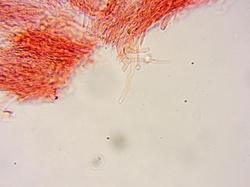 0009.thumb.jpg.13b9cad40e654adcc8df6b1c870f8774.jpg