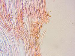 0014.thumb.jpg.ecb1aca79db908b69afba8857f85f17a.jpg