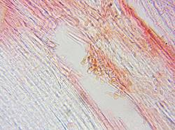 0017.thumb.jpg.da4314c7a8eb2314b53ebb39868ea010.jpg