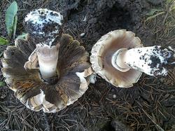 Agaricus xanthodermus 190608 ель (8).jpg