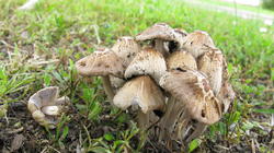 1471909673_Coprinellus_micaceus_AWP_20190530.thumb.JPG.e8ede42103306a14a61befff92a1d448.JPG