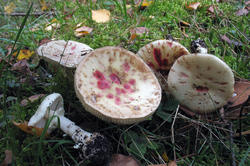 Amanita_citrina_2_AWP_20151030.thumb.JPG.ab2e0ecc18ee0dc6f9f9beb8e2db24a8.JPG