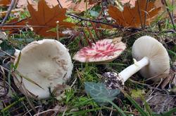 Amanita_citrina_AWP_20151030.thumb.JPG.75631f91199f1c7212ff08fa11ce5882.JPG