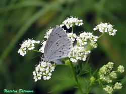 Celastrina_argiolus_NND_20190622-1.thumb.jpg.5b600ec93ad4cbec0101f2f85ab98d0f.jpg