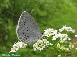 Celastrina_argiolus_NND_20190622-2.thumb.JPG.d97ec78f9ea8188da354bae86b809eb9.JPG