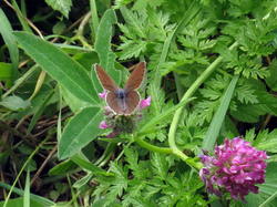 Cyaniris_semiargus_NND_20190621-1.thumb.JPG.622f99710dc833b1e195ab6f4d96614a.JPG