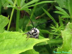 Eucera_longicornis_NND_20190612-4.thumb.JPG.b3d038d575d773e7b60c3d0d95e5422e.JPG