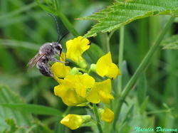 Eucera_longicornis_NND_20190619.thumb.JPG.46af085e09579e50ca68d0963d935c62.JPG