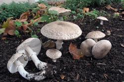 Leucoagaricus_barssii_4_AWP_20161004.thumb.JPG.a3d89dc273026284da0b17fc79f0a114.JPG