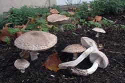 Leucoagaricus_barssii_5_AWP_20161004.thumb.JPG.0e1c45d68081ee0ec65a099840efdbbe.JPG