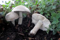 Leucoagaricus_barssii_AWP_20161004.thumb.JPG.8de686738692c44058b301d1645ef4ff.JPG