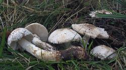 Leucoagaricus_barssii_AWP_20161006.thumb.JPG.cb11fdf56817ce846cc27e5f13f66a1d.JPG