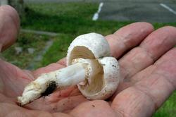 Leucoagaricus_barssii_AWP_20170805.thumb.JPG.dba0033cdcb00fd0ed936f126387ffe4.JPG