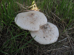 Leucoagaricus_barssii_AWP_20170807.thumb.JPG.af051542ada97a475eb6315fa975e692.JPG