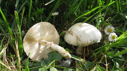 Leucoagaricus_holosericeus_3_AWP_20190528.thumb.JPG.0d41d99bbdeca2e7cba22e4e06dbdf23.JPG