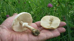 Leucoagaricus_holosericeus_AWP_20190528.thumb.JPG.2e07c1c31eee711be7843fabd46974ff.JPG