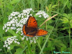 Lycaena_dispar_NND_20190614-1.thumb.JPG.4bf68ddd245135bc95a0bd2d8542f767.JPG