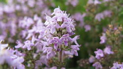 Thymus_vulgaris_2_AWP_20190525.thumb.JPG.434b2f328c2386f5de01415d17993ae8.JPG