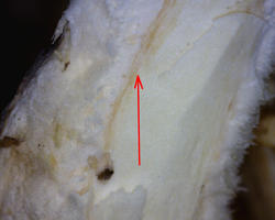 cut.thumb.jpg.6d4cb0557e631285635837340d515662.jpg
