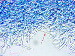 gen2.thumb.jpg.d291f1f27399cb104b54e48ed9801d23.jpg