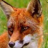 fox-red