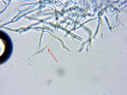 sk.thumb.jpg.174e991357bb5097189d57b9b5c76e4f.jpg