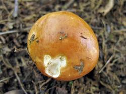 Russula exalbicans 190706 береза (5).JPG