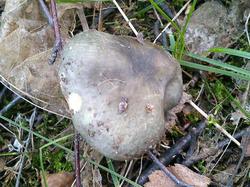 Russula atroglauca 190706 береза (5).jpg