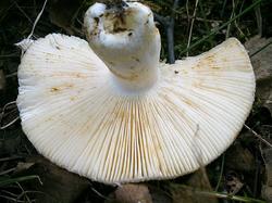 Russula atroglauca 190706 береза (4).jpg