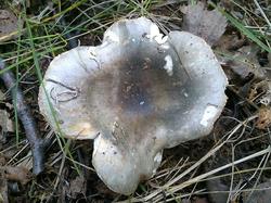 Russula atroglauca 190706 береза (2).jpg