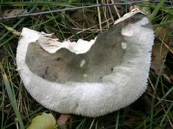 Russula atroglauca 190706 береза (7).jpg