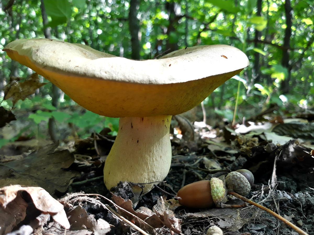 Съедобные грибы Тамбовской области