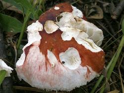 Russula exalbicans 190706 береза (4).jpg