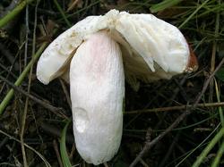 Russula exalbicans 190706 береза (3).jpg