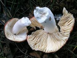 Russula exalbicans 190706 береза (2).jpg