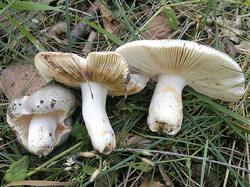 Russula atroglauca 190706 береза (6).jpg