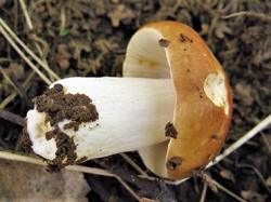 Russula exalbicans 190706 береза (6).JPG