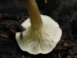 №266 Clitocybe 190712 (5).JPG