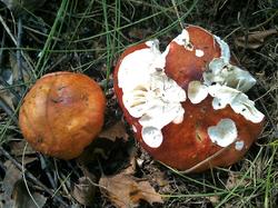 Russula exalbicans 190706 береза (1).jpg