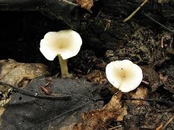 №266 Clitocybe 190712 (1).JPG