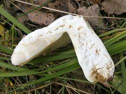 Russula atroglauca 190706 береза (8).jpg