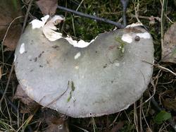 Russula atroglauca 190706 береза (3).jpg