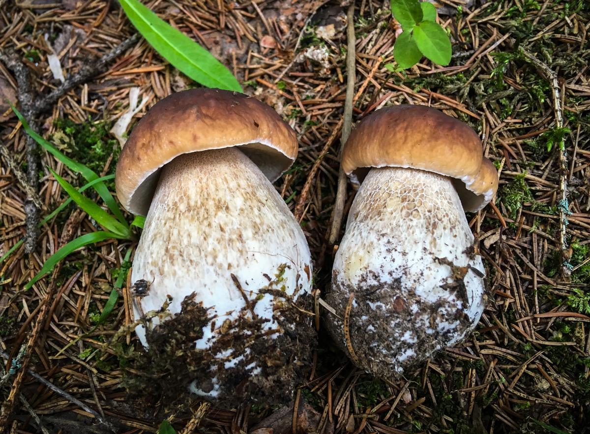 Съедобные грибы Калужской области